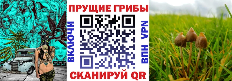 дарнет шоп Заволжье Псилоцибиновые грибы GOLDEN TEACHER